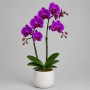 Фиолетовая орхидея в горшке